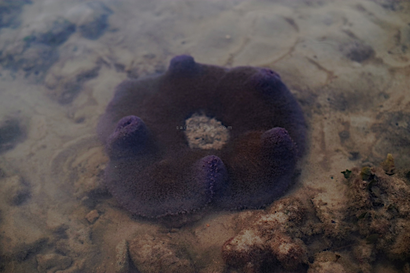 Morning walk at low tide. Toad stool coral is a soft coral type.