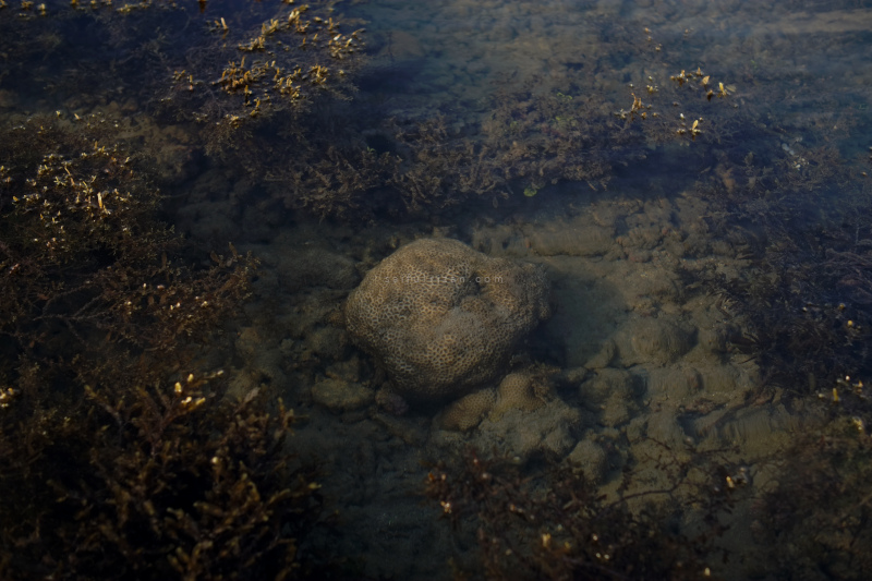 Morning walk at low tide. In general, this coral belongs to starlet coral type.
