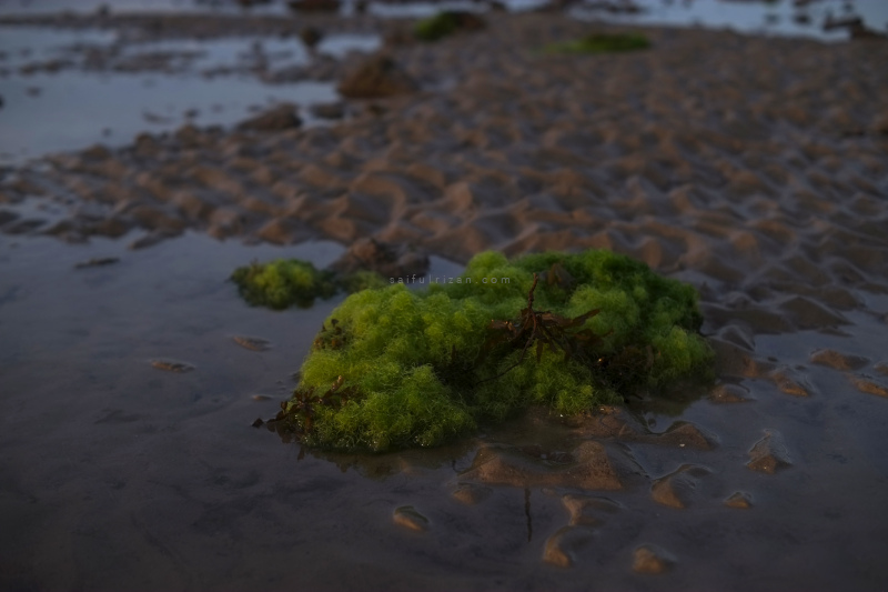 Morning walk at low tide. The green moss looks like fishing net.
