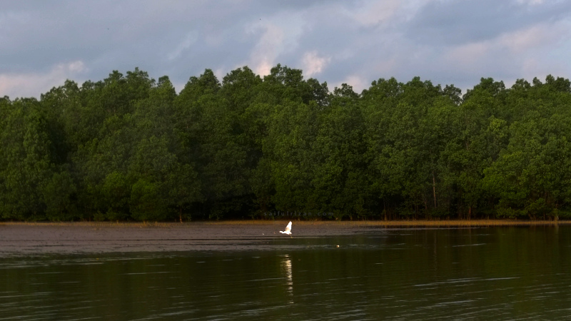 Saifulrizan blog - an egret taking flight with the mangrove trees at the background